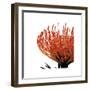 Orange Protea I (detail)-Jenny Kraft-Framed Giclee Print