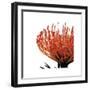 Orange Protea I (detail)-Jenny Kraft-Framed Giclee Print