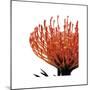 Orange Protea I (detail)-Jenny Kraft-Mounted Giclee Print