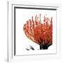 Orange Protea I (detail)-Jenny Kraft-Framed Giclee Print