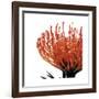 Orange Protea I (detail)-Jenny Kraft-Framed Giclee Print