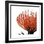 Orange Protea I (detail)-Jenny Kraft-Framed Giclee Print