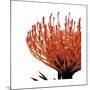 Orange Protea I (detail)-Jenny Kraft-Mounted Giclee Print