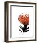 Orange Protea I-Jenny Kraft-Framed Giclee Print