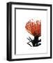 Orange Protea I-Jenny Kraft-Framed Giclee Print