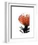 Orange Protea I-Jenny Kraft-Framed Giclee Print