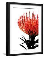 Orange Protea I-Jenny Kraft-Framed Art Print