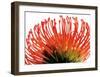 Orange Protea II-Jenny Kraft-Framed Art Print