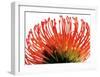 Orange Protea II-Jenny Kraft-Framed Art Print