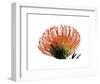 Orange Protea III-Jenny Kraft-Framed Giclee Print