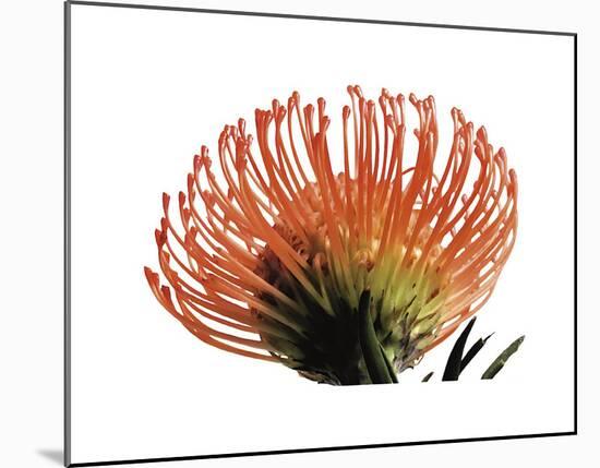 Orange Protea III-Jenny Kraft-Mounted Giclee Print