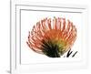 Orange Protea III-Jenny Kraft-Framed Giclee Print