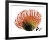 Orange Protea III-Jenny Kraft-Framed Giclee Print