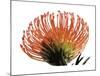 Orange Protea III-Jenny Kraft-Mounted Giclee Print