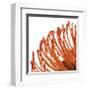 Orange Protea IV (detail)-Jenny Kraft-Framed Giclee Print