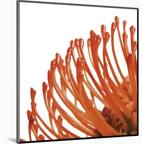 Orange Protea IV (detail)-Jenny Kraft-Mounted Giclee Print