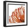 Orange Protea IV (detail)-Jenny Kraft-Framed Giclee Print