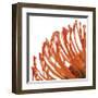 Orange Protea IV (detail)-Jenny Kraft-Framed Giclee Print