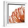 Orange Protea IV (detail)-Jenny Kraft-Framed Giclee Print