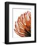 Orange Protea IV-Jenny Kraft-Framed Giclee Print