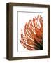 Orange Protea IV-Jenny Kraft-Framed Giclee Print