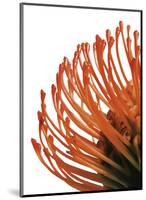 Orange Protea IV-Jenny Kraft-Mounted Giclee Print