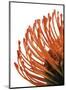 Orange Protea IV-Jenny Kraft-Mounted Giclee Print