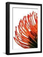 Orange Protea IV-Jenny Kraft-Framed Art Print