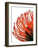 Orange Protea IV-Jenny Kraft-Framed Art Print