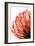 Orange Protea IV-Jenny Kraft-Framed Art Print