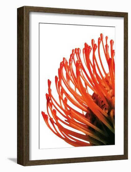 Orange Protea IV-Jenny Kraft-Framed Art Print
