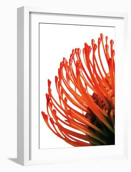 Orange Protea IV-Jenny Kraft-Framed Art Print