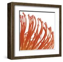 Orange Protea V (detail)-Jenny Kraft-Framed Giclee Print