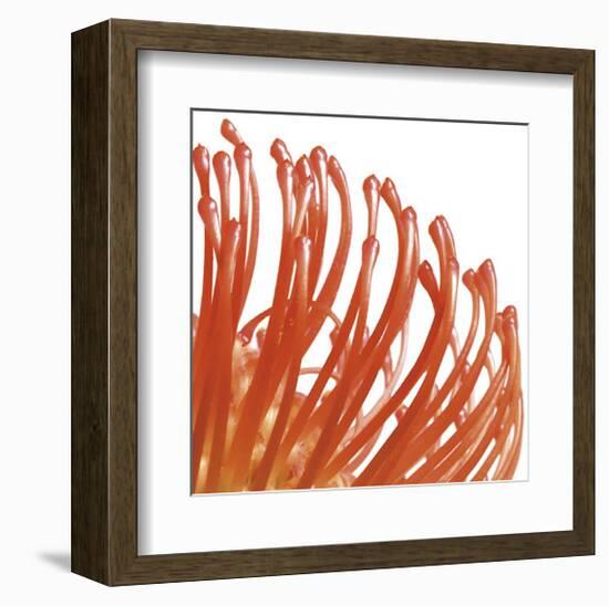 Orange Protea V (detail)-Jenny Kraft-Framed Giclee Print