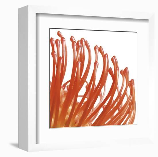 Orange Protea V (detail)-Jenny Kraft-Framed Giclee Print