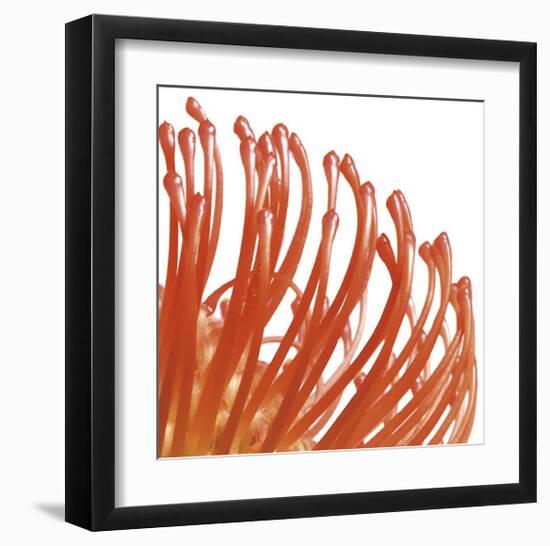 Orange Protea V (detail)-Jenny Kraft-Framed Giclee Print