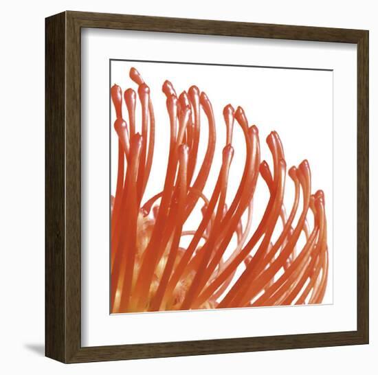 Orange Protea V (detail)-Jenny Kraft-Framed Giclee Print