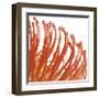 Orange Protea V (detail)-Jenny Kraft-Framed Giclee Print