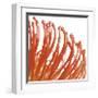 Orange Protea V (detail)-Jenny Kraft-Framed Giclee Print