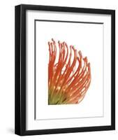 Orange Protea V-Jenny Kraft-Framed Giclee Print