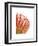 Orange Protea V-Jenny Kraft-Framed Giclee Print