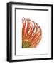 Orange Protea V-Jenny Kraft-Framed Giclee Print