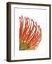 Orange Protea V-Jenny Kraft-Framed Giclee Print