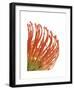 Orange Protea V-Jenny Kraft-Framed Giclee Print