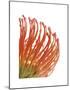 Orange Protea V-Jenny Kraft-Mounted Giclee Print