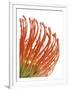 Orange Protea V-Jenny Kraft-Framed Giclee Print