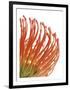 Orange Protea V-Jenny Kraft-Framed Giclee Print