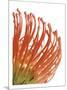 Orange Protea V-Jenny Kraft-Mounted Giclee Print