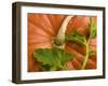 Orange Pumpkin with Leaves-Vladimir Shulevsky-Framed Photographic Print