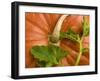 Orange Pumpkin with Leaves-Vladimir Shulevsky-Framed Photographic Print